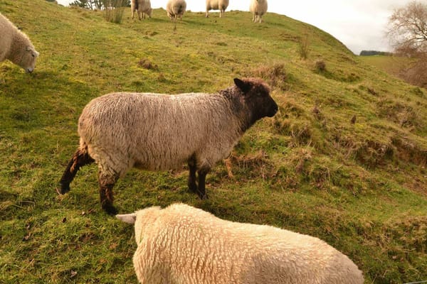 New Zealand : the land of wonders: photo 20