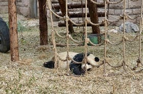 Ideal Itinerary for Beijing Tour: photo 28