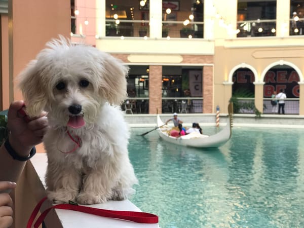 Pet friendly malls in Metro Manila: photo 3
