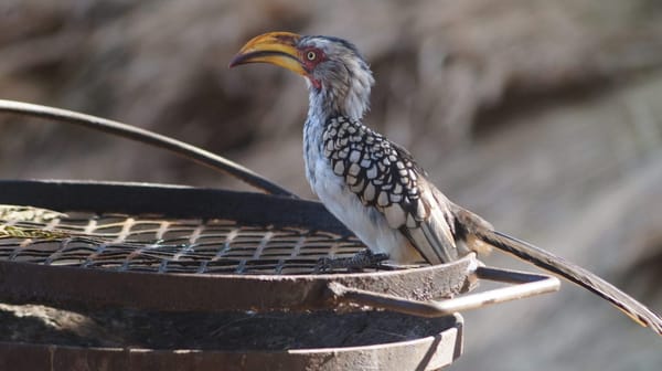 Explore the best of South Africa - Kruger National Park: photo 4