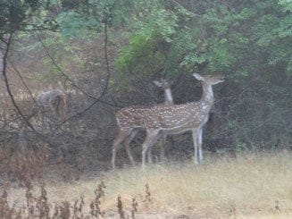 A getaway guide to Gir: photo 1