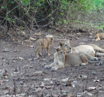 A getaway guide to Gir: photo 2