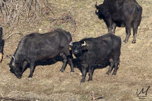Birdwatching in Greece - Lake Kerkini: photo 2