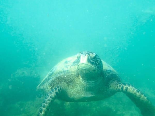 A Beautiful Paradise: The Galapagos Islands: photo 2