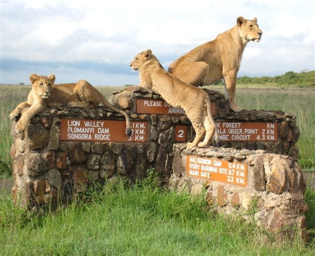 A Detailed Safari Guide to Kenya