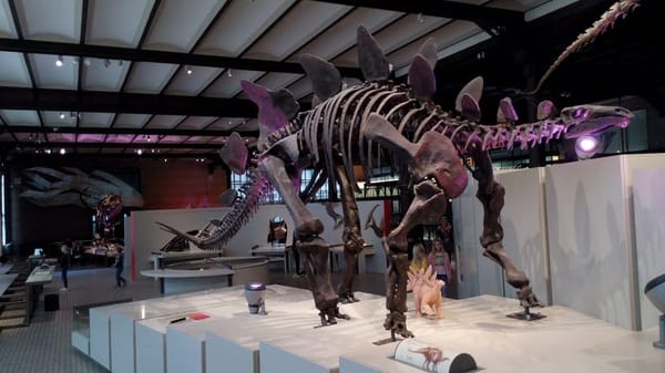 Brussels, Belgium : A story of waffles and fossils: photo 5