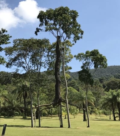 INHOTIM: A unique combination of Nature and Art in MG - Brazil: photo 4