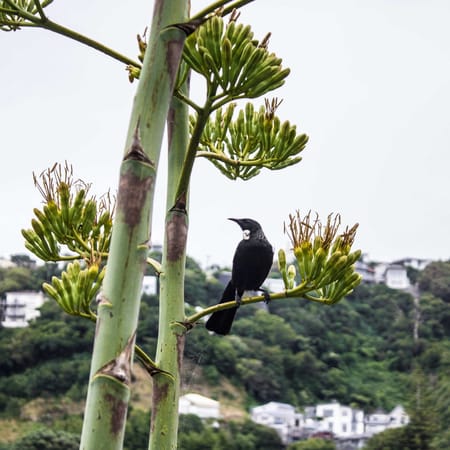 Wellington, New Zealand. Things to do that are free: photo 2