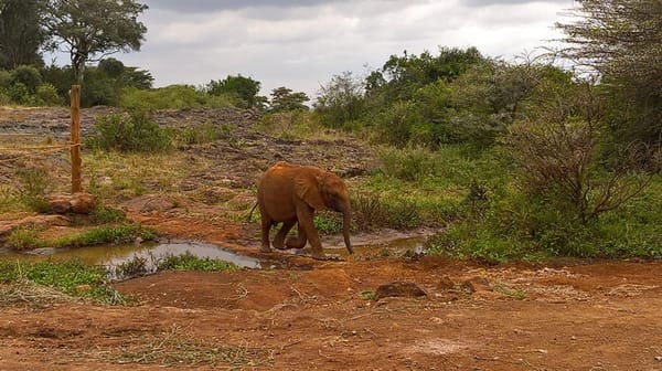 Visiting the David Sheldrick Wildlife Trust (DSWT) in Kenya: photo 3