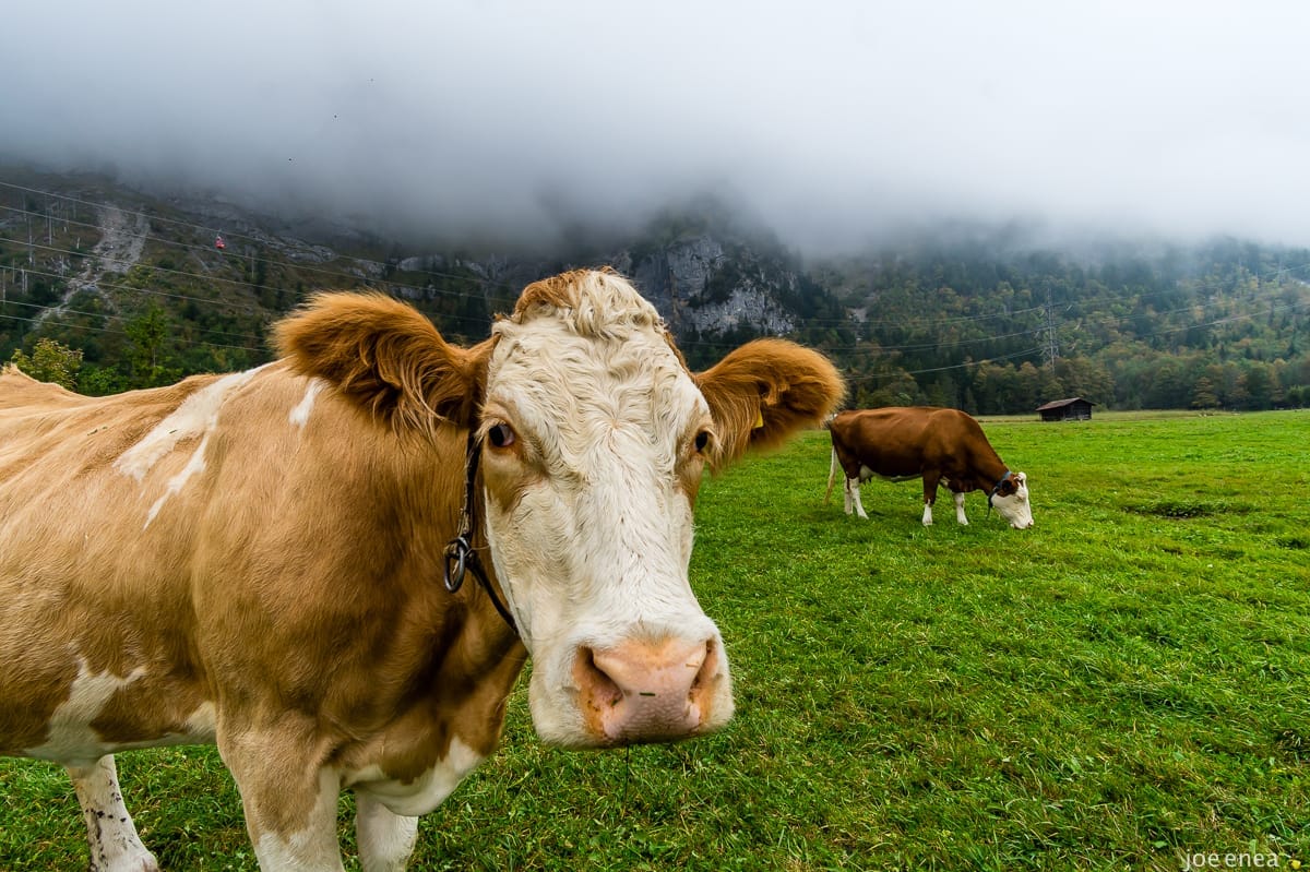 Swiss Alp Hiking Guide: Best Hikes of the Region