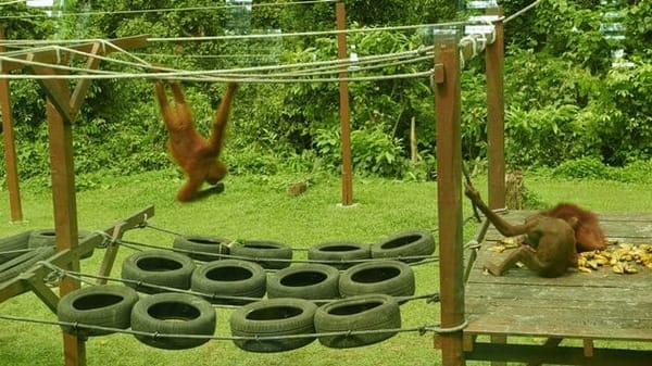 Malaysian Borneo: Amidst Nature: photo 5
