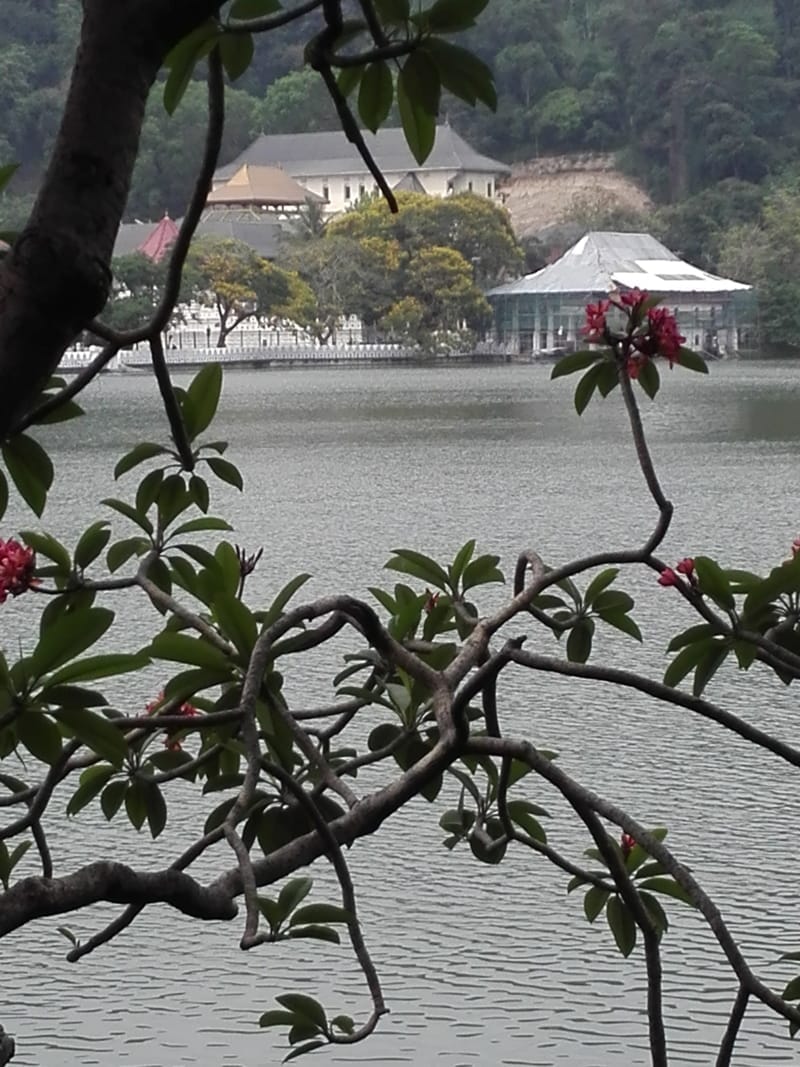 5 Things To Do in Kandy- Sri Lanka With Limited Time