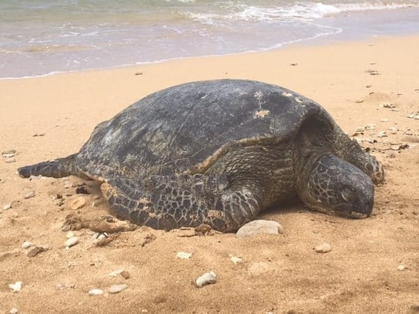 Best things to do in Oahu Hawaii: photo 2