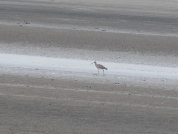 India: Bakkhali - A Lesser Known Serene White Beach: photo 6