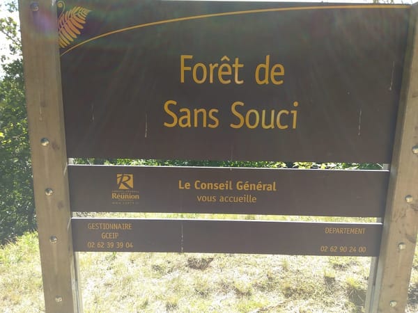 Hiking the Cryptomeria forest in Reunion Island: photo 4