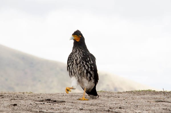 Ecuador: Top 6 Things To Do in Quito: photo 2