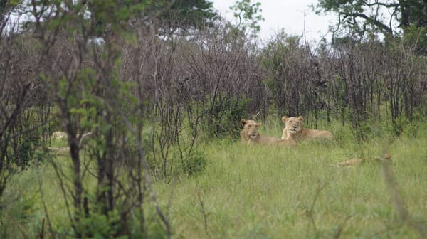 Explore the best of South Africa - Kruger National Park: photo 1