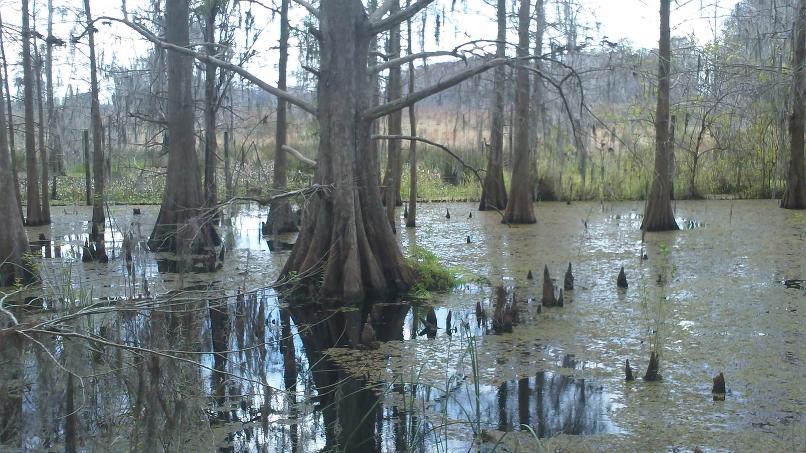 Wild Florida