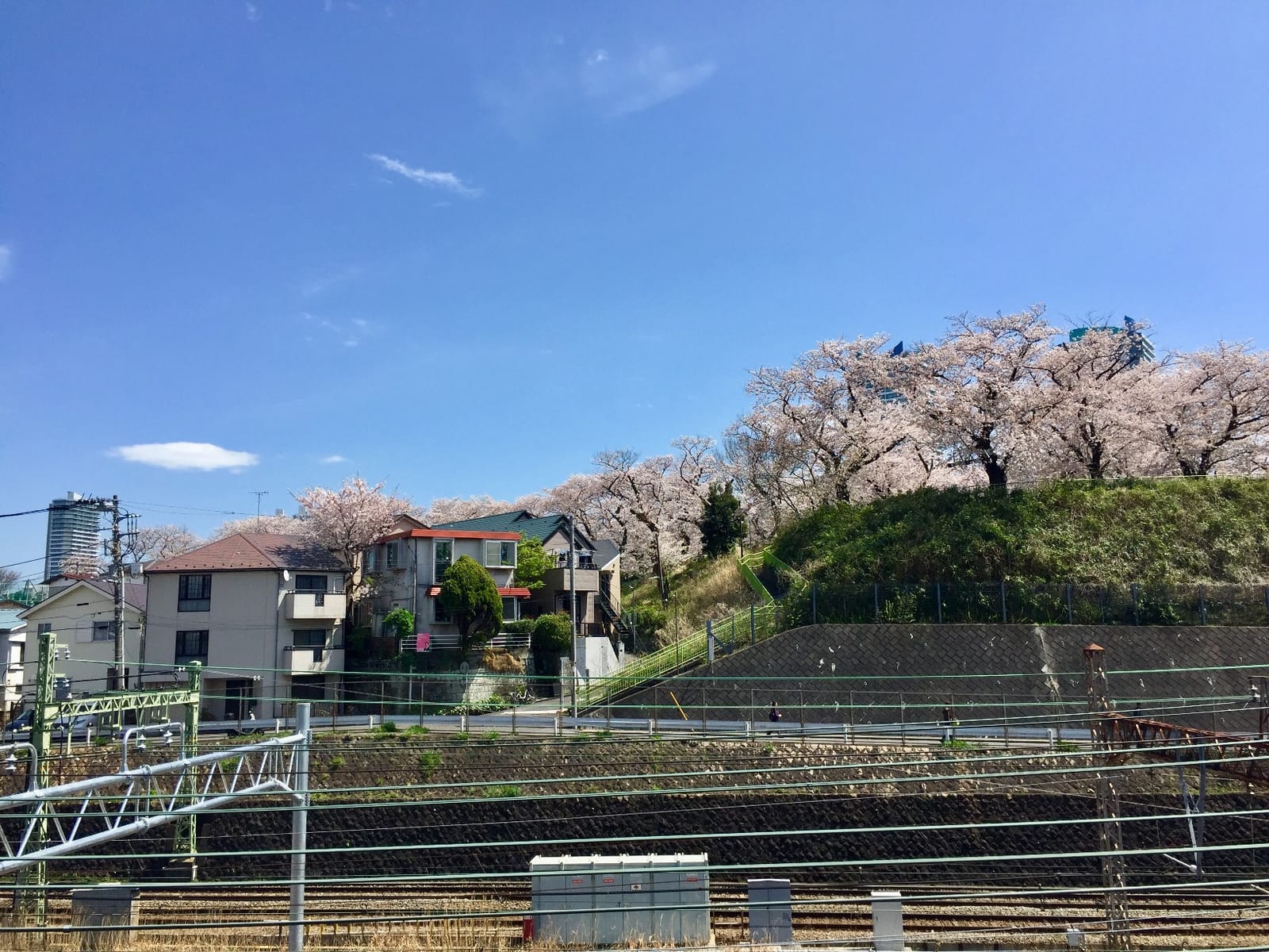 Cherry Blossom and Japanese Culture