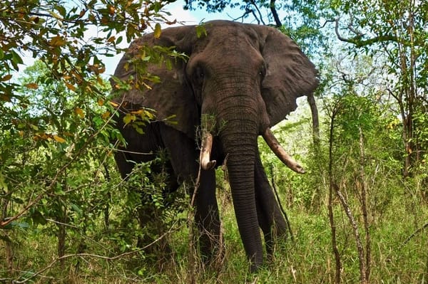 Top 3 Budget Lodges in Malawi: photo 2