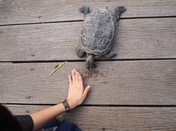 Five Sensational Experiences to do in Singapore: photo 4