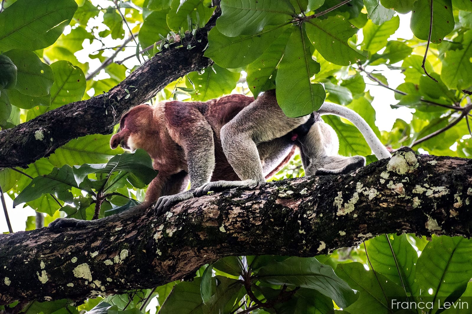 Bako National Park: the complete guide