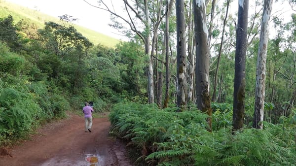The Must See places in Hassan and Chikmagalur, Karnataka, INDIA: photo 16