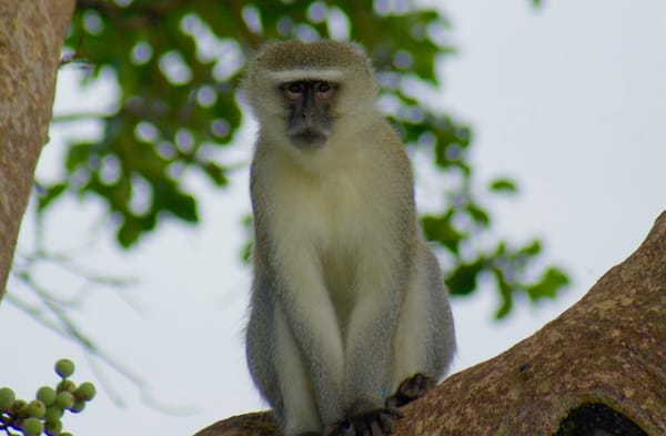 Cruising in Chobe National Park: photo 5