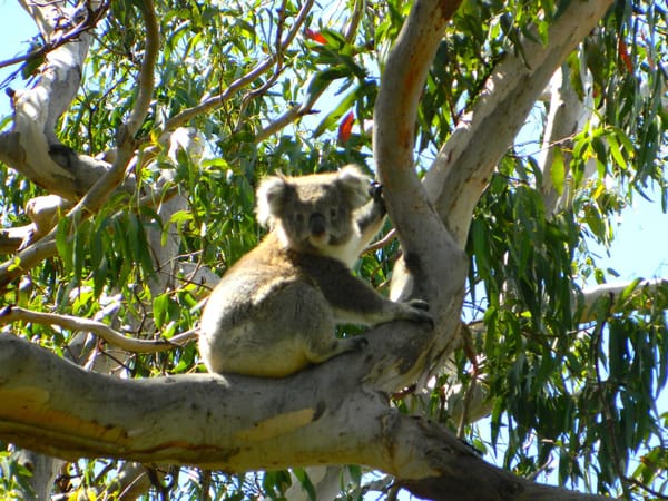 Girls on the Road: The Great Ocean Road, Australia.: photo 7