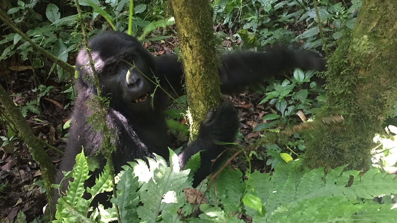 3 THINGS YOU MUST DO IN UGANDA