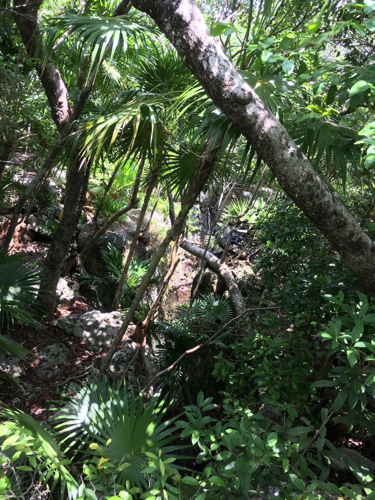Rio Secreto: Meaningful Ecotourism in Playa del Carmen