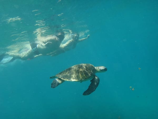 Fernando de Noronha: Tropical Island Getaway: photo 3