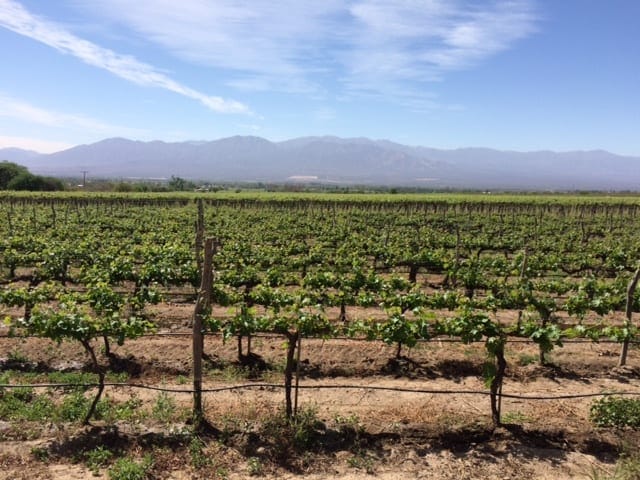 Argentina’s Cafayate- where vineyards meet the Andes