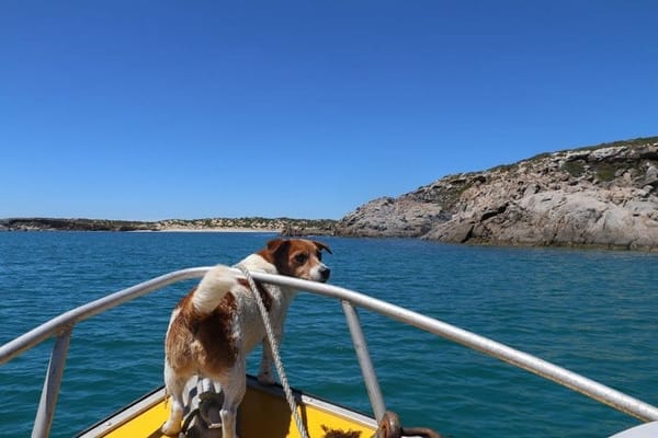 Innes National Park: The Beach Dweller: photo 6