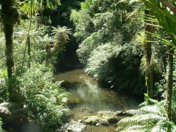 New Zealand: The Wild Side of Auckland: photo 5