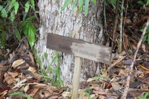 Bung Jagoi: A piece of Borneo Bidayuh native history: photo 2