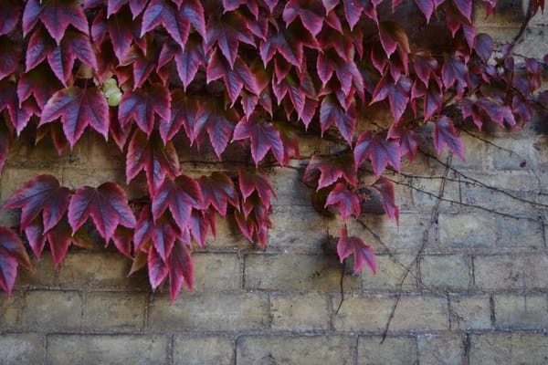 Cambridge: A city to fall in love with: photo 14