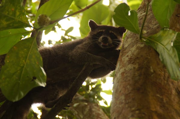 Face to face with amazing wildlife in Costa Rica’s jungle: photo 4