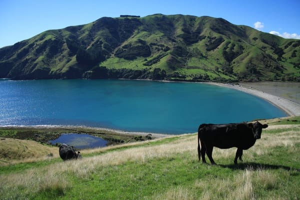 What To Do in Nelson City, New Zealand: photo 5