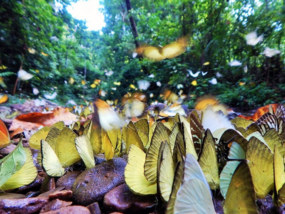 Exploring Thai National Parks: Kaeng Krachan