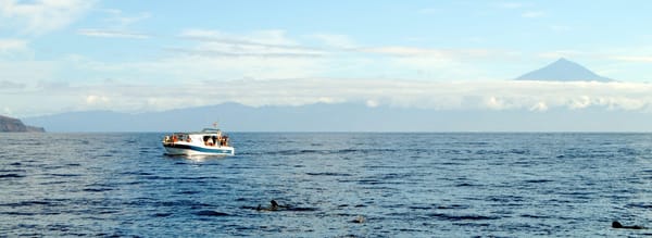 Sunny Side Up: An Insider's Guide to La Gomera's South: photo 5