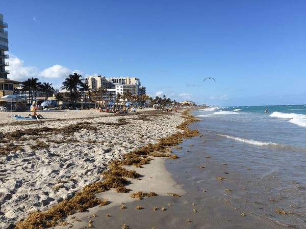 Hollywood Beach Florida : A Must See: photo 4