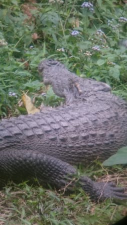 Khao Yai National Park: A Backpacker Safari: photo 4