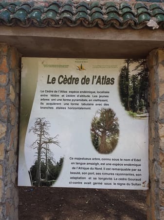 Road trip to Ifrane, the Moroccan Switzerland: photo 6