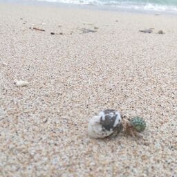 Heading to Andaman & Nicobar Islands: Get a Travel Agent: photo 6