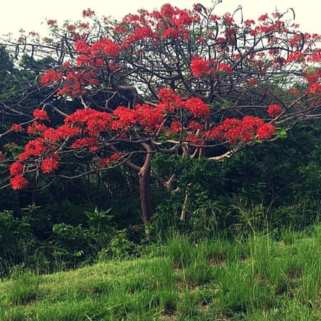 Rural Rincón: Puerto Rico, USA: photo 2