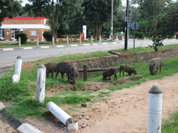 Magical things to do in Victoria Falls: photo 1