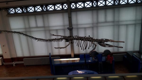 Brussels, Belgium : A story of waffles and fossils: photo 3