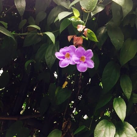 Sri Lanka: The Lush Land from the Tales of Sinbad the Sailor: photo 9