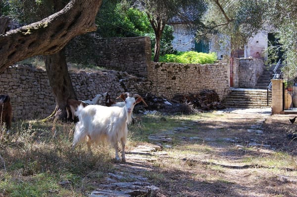 Paxos: A Greek Gem Among the Stars: photo 4